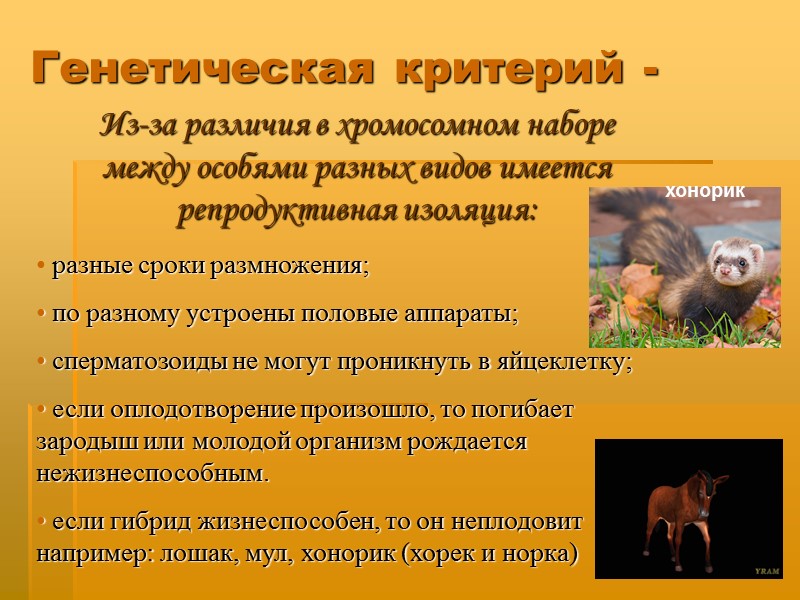 Генетическая критерий -  Из-за различия в хромосомном наборе     